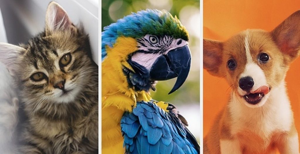 Dog vs Cat vs Bird Classification Project